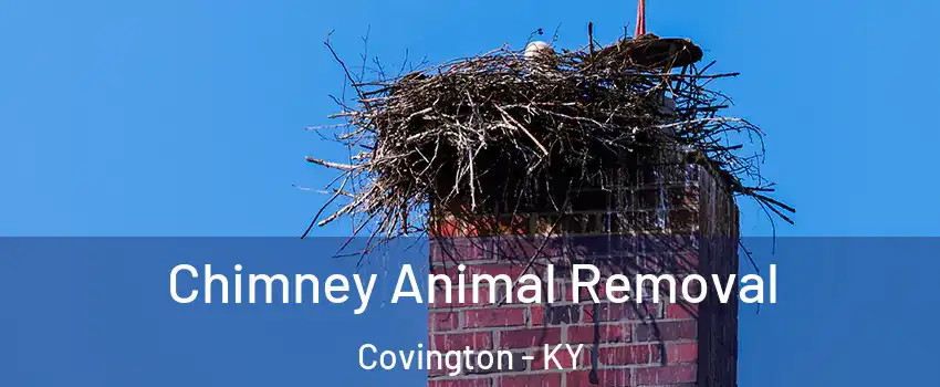 Chimney Animal Removal Covington - KY