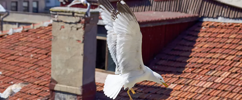 Residential Chimney Animal Removal Solution in Covington, KY