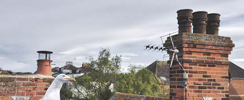 Chimney Cleaning And Restoration in Covington, Kentucky